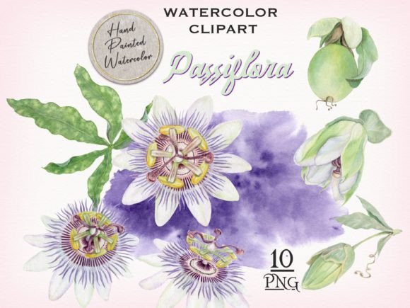 Download Passion Flower Watercolor Clipart - Clipart Collection