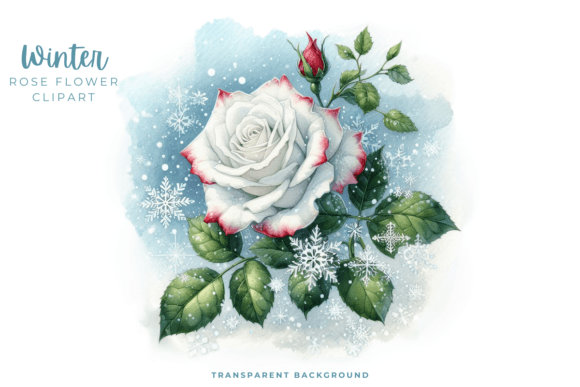 Download Winter Rose Flower Clipart PNG - Clipart Collection